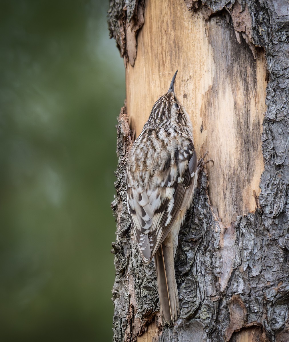 Brown Creeper - ML634438551