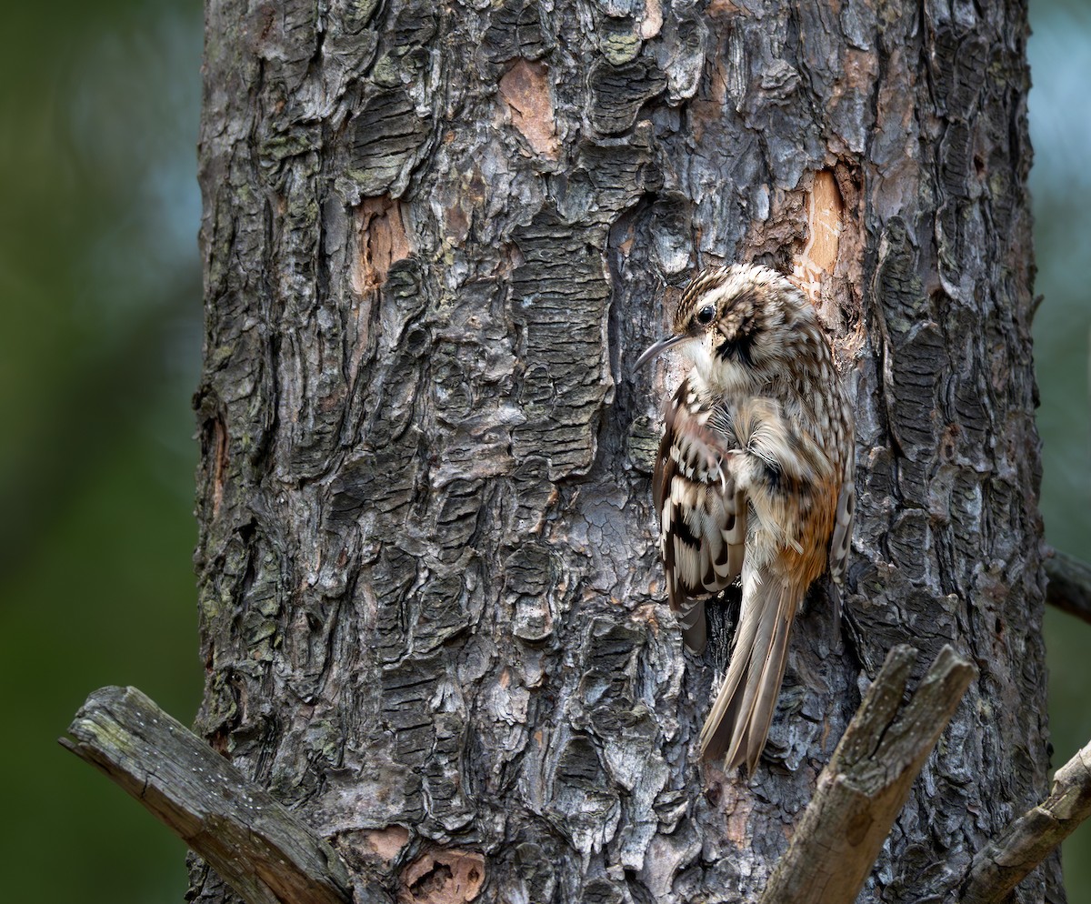 Brown Creeper - ML634438552