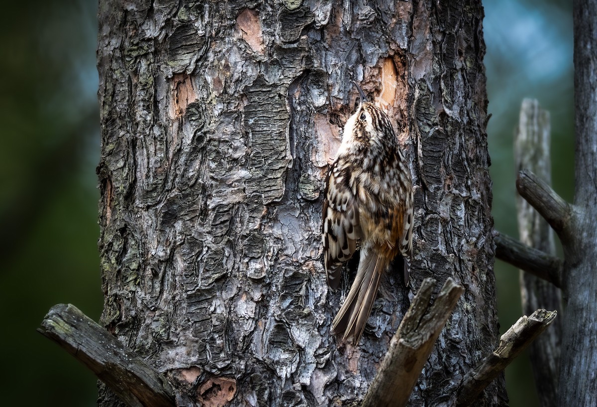 Brown Creeper - ML634438553