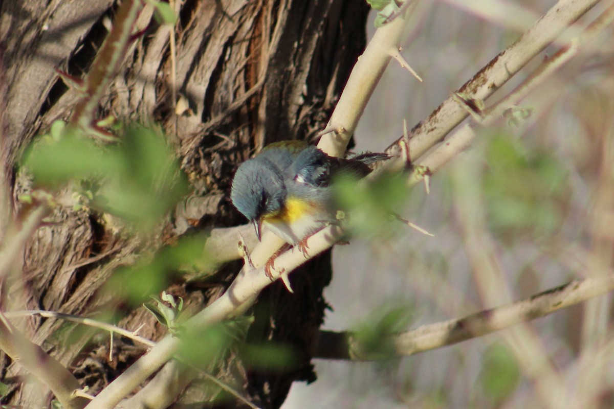 Northern Parula - ML634438576