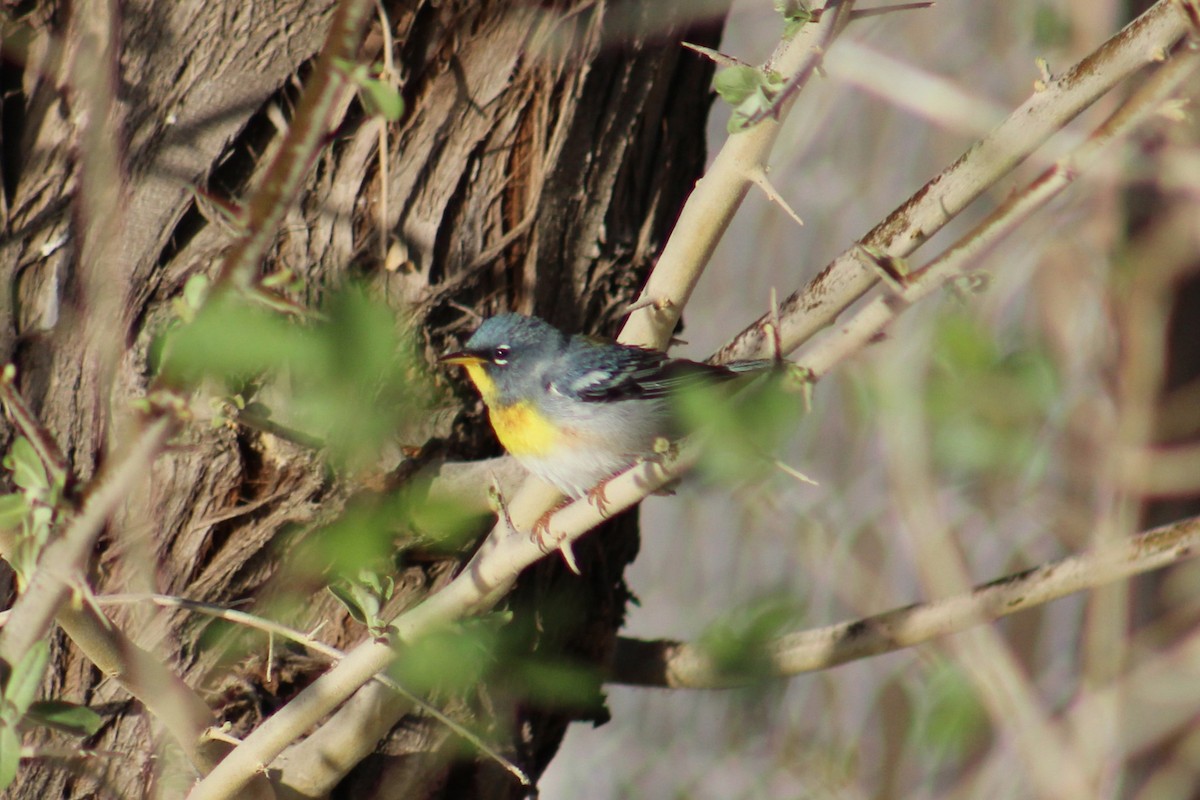 Northern Parula - ML634438577