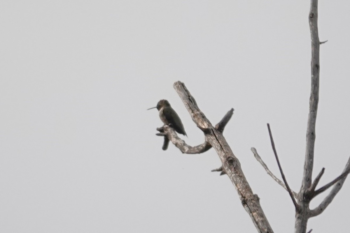 Black-chinned Hummingbird - ML634438647