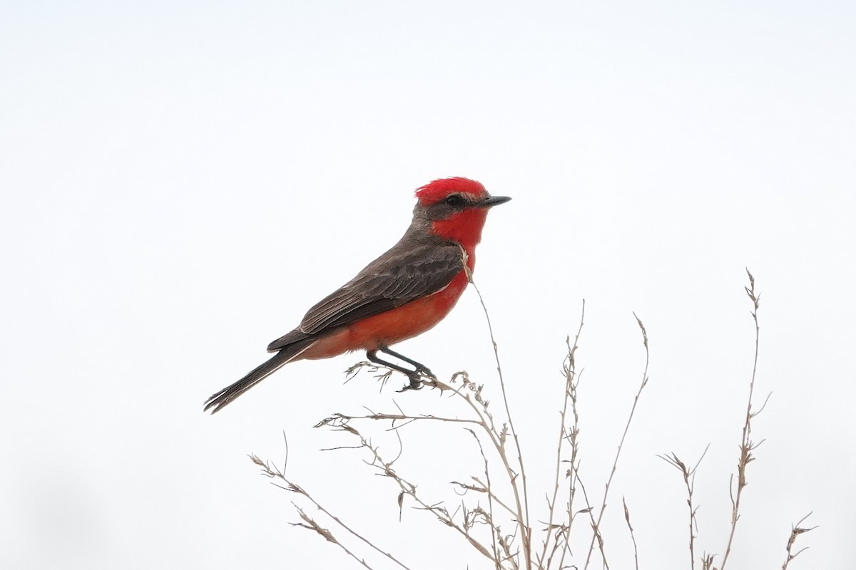 Vermilion Flycatcher - ML634438668