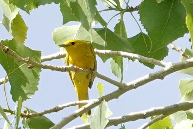 Yellow Warbler - ML634438678