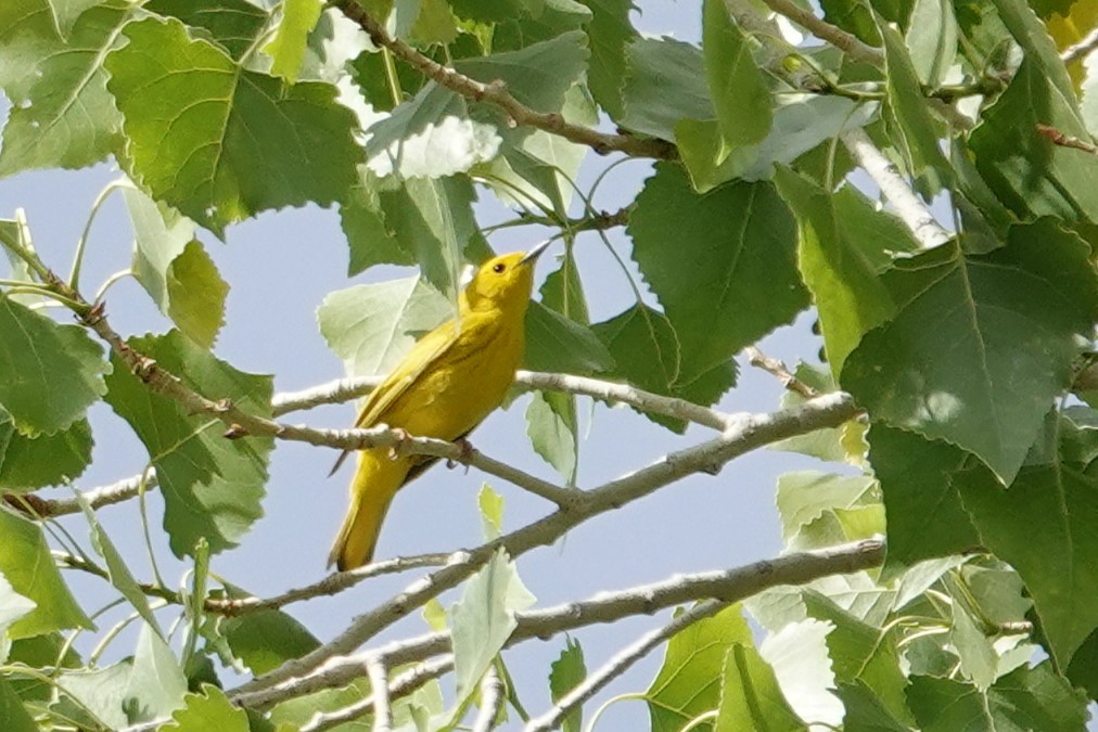 Yellow Warbler - ML634438683