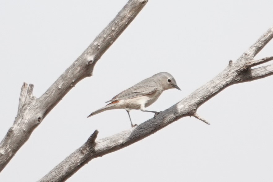 Lucy's Warbler - ML634438691