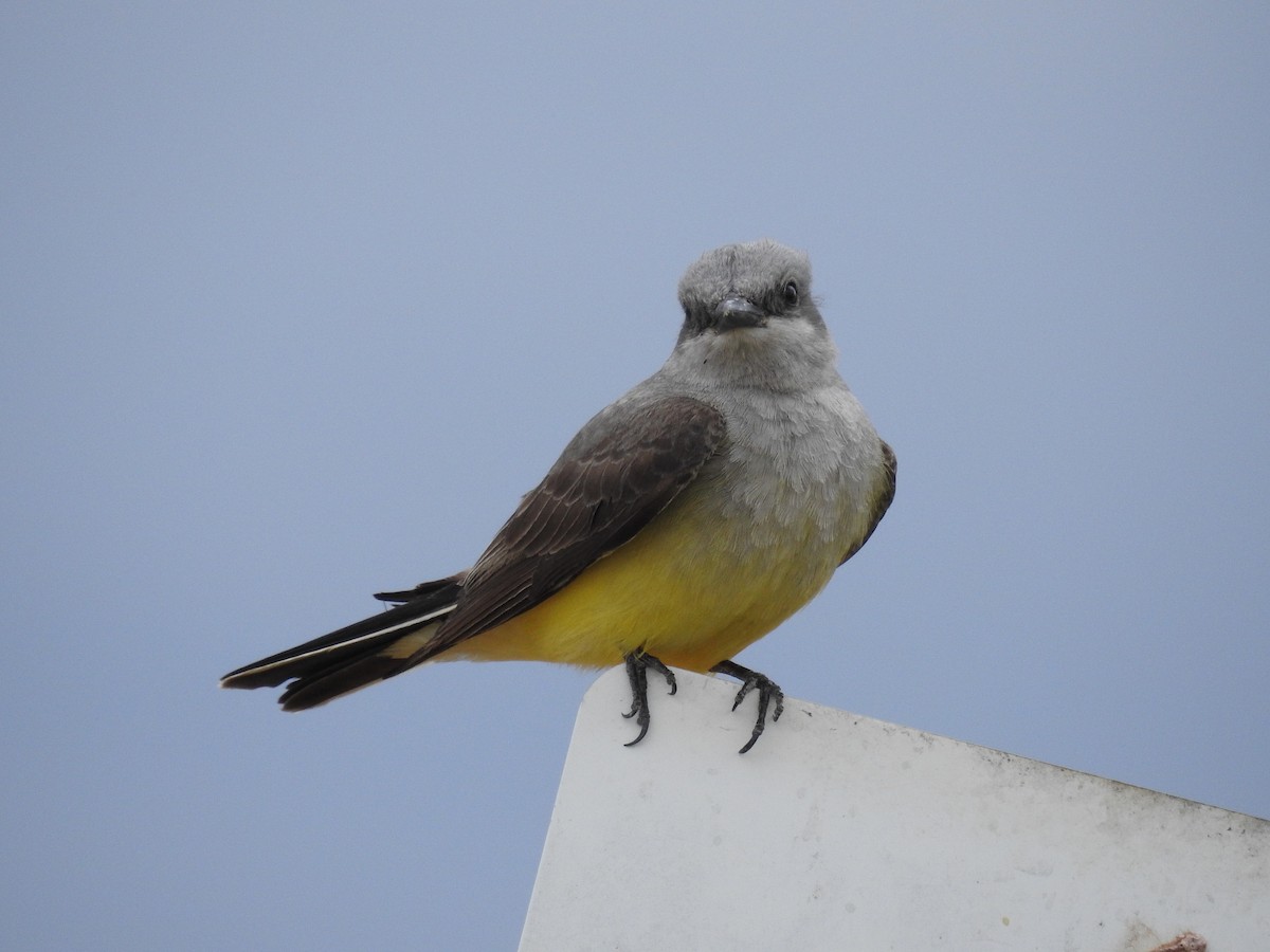 Western Kingbird - ML634438739