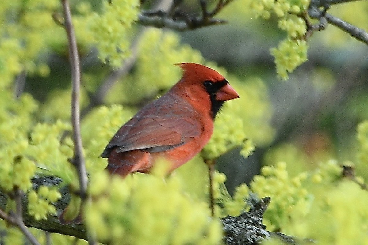 Northern Cardinal - ML634438762