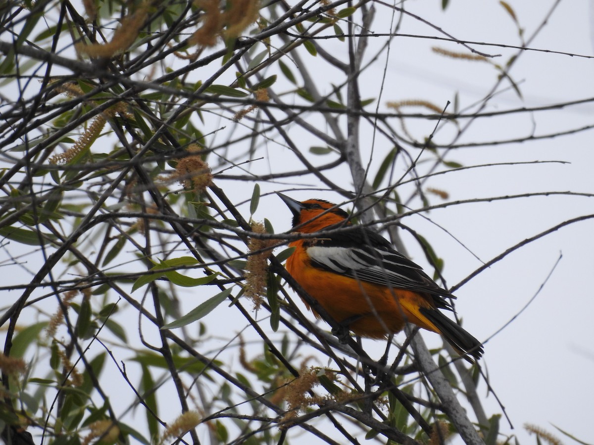 Bullock's Oriole - ML634438783