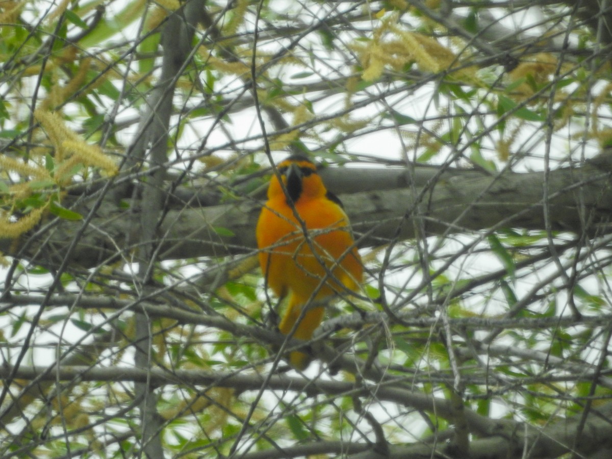Bullock's Oriole - ML634438801