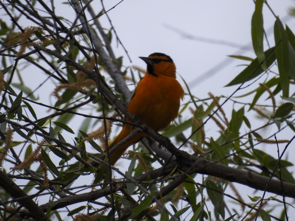 Bullock's Oriole - ML634438802