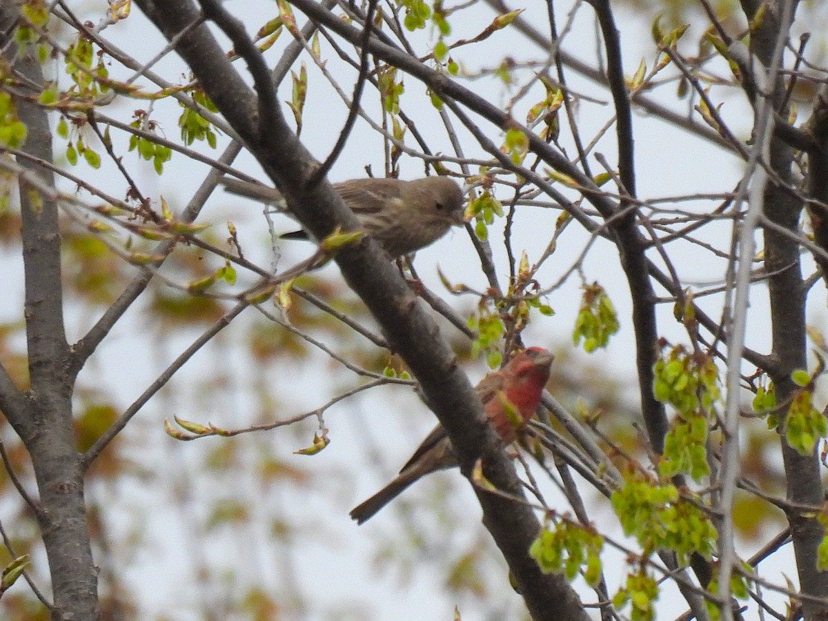 House Finch - ML634438877