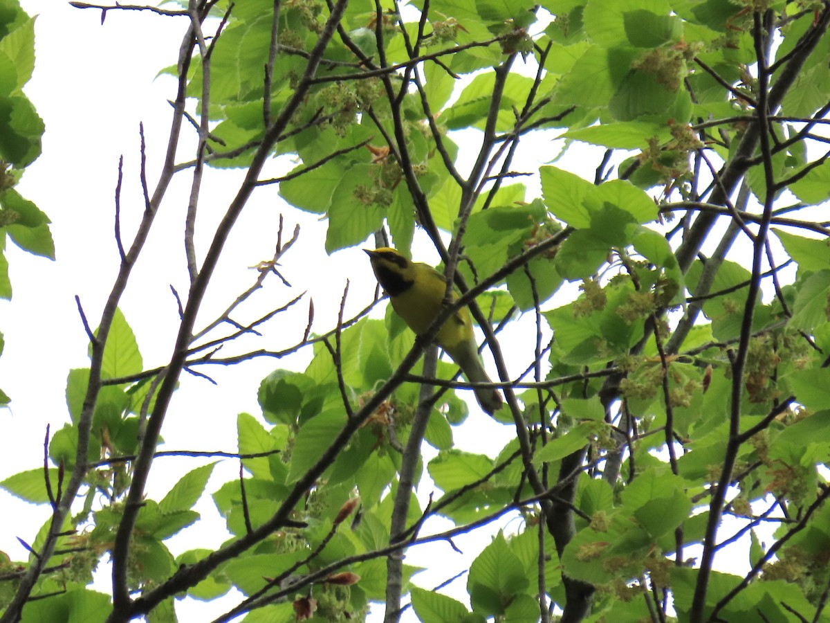 Lawrence's Warbler (hybrid) - ML634438987