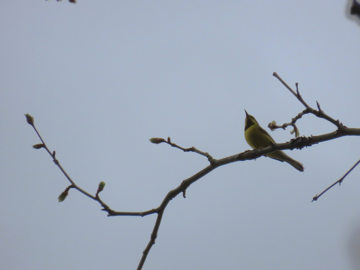 Lawrence's Warbler (hybrid) - ML634439029