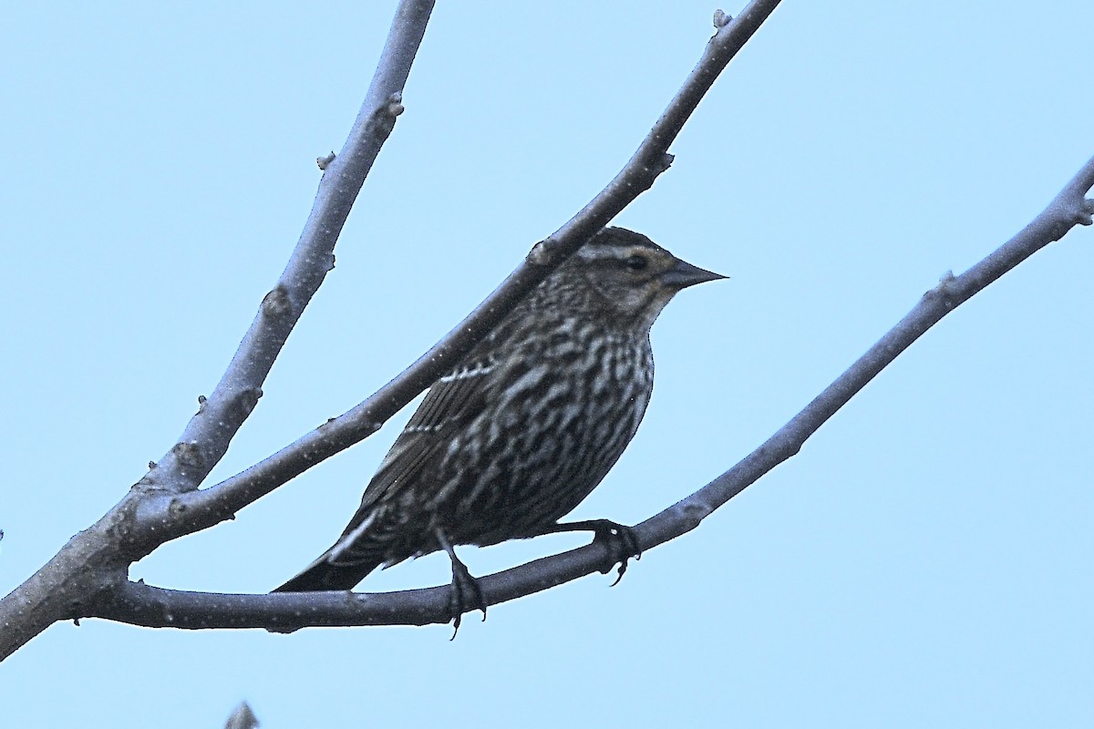 Red-winged Blackbird - ML634439095