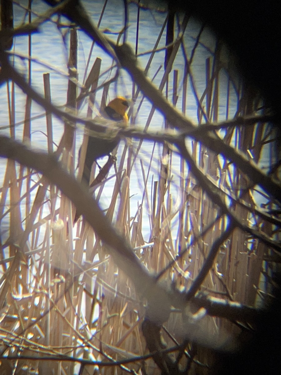 Yellow-headed Blackbird - ML634439154