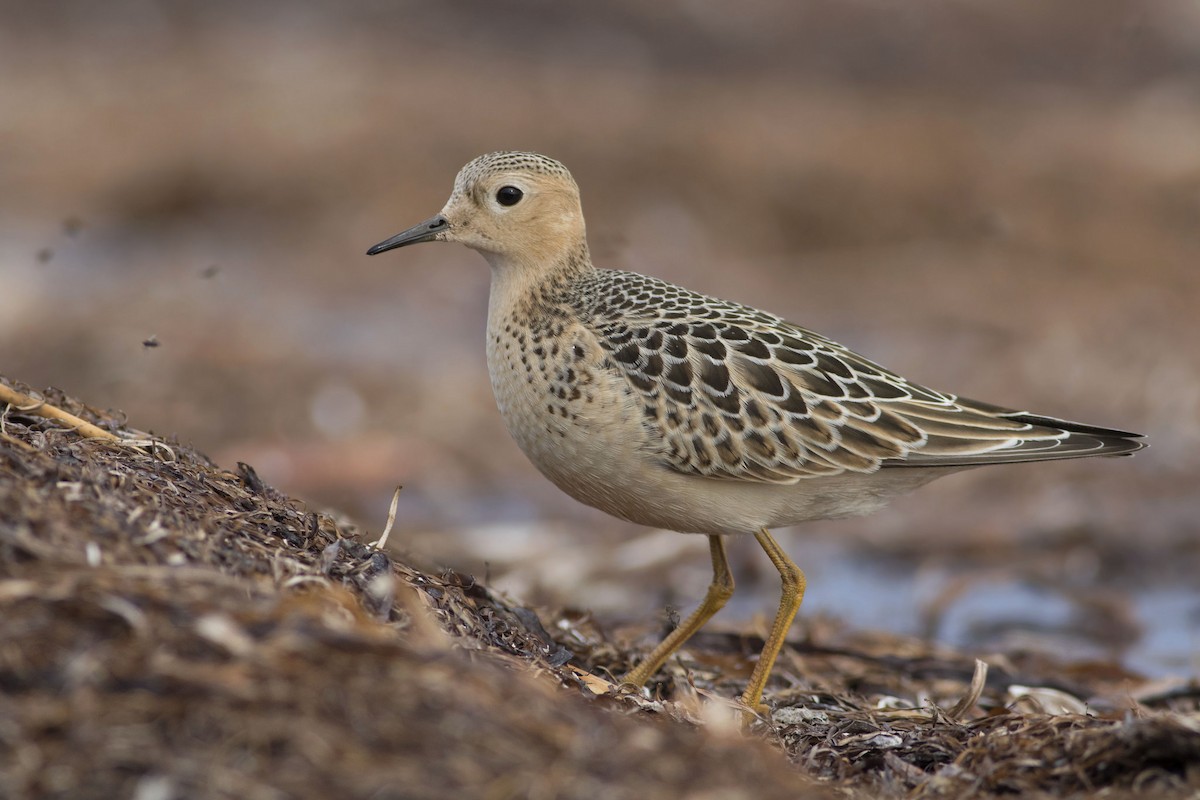 Buff-breasted Sandpiper - Logan Lalonde