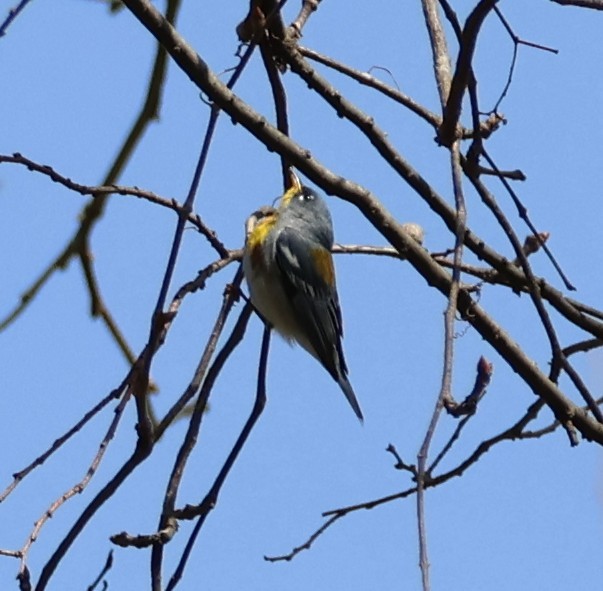 Northern Parula - ML634439280