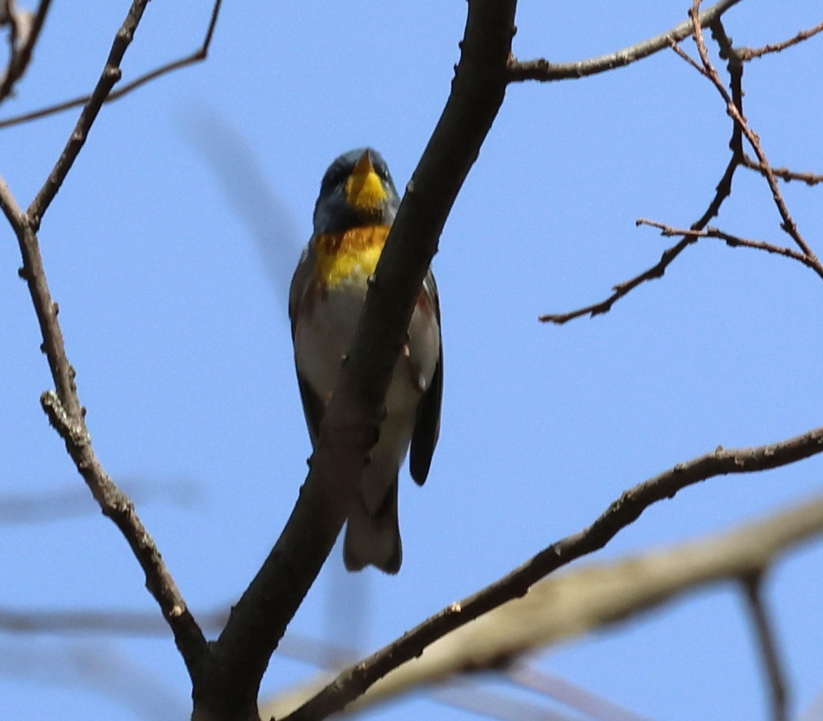 Northern Parula - ML634439285