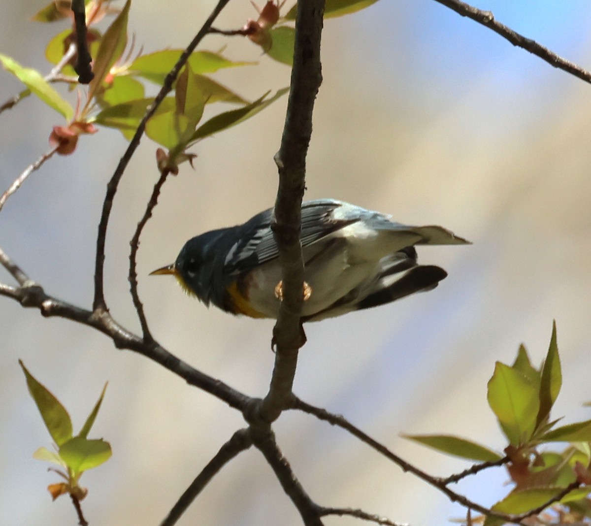Northern Parula - ML634439295