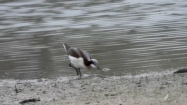 שחיינית תלת-גונית - ML634439334