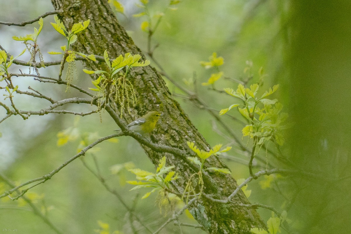 Gelbkehlvireo - ML634439346