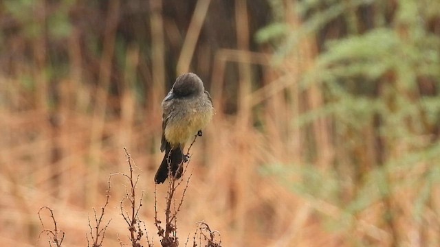 Say's Phoebe - ML634439372