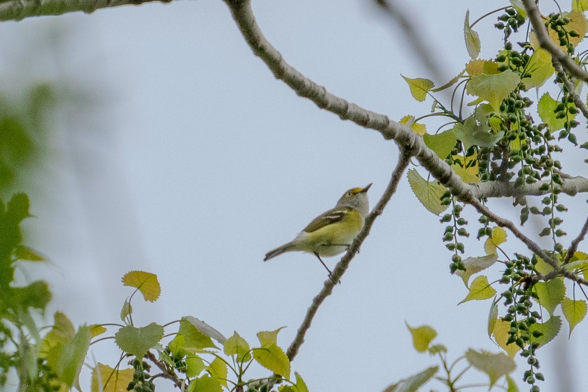 Weißaugenvireo - ML634439385