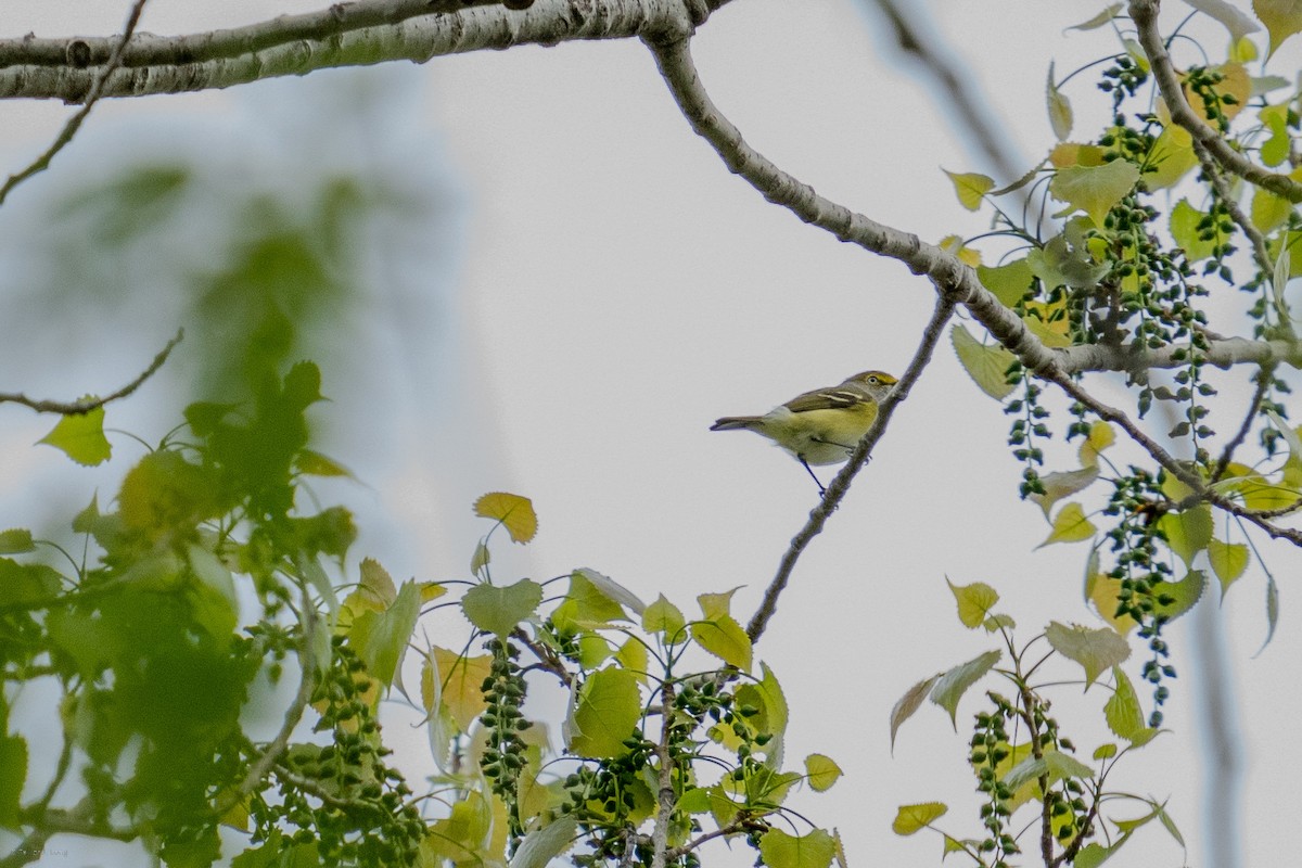 Weißaugenvireo - ML634439386