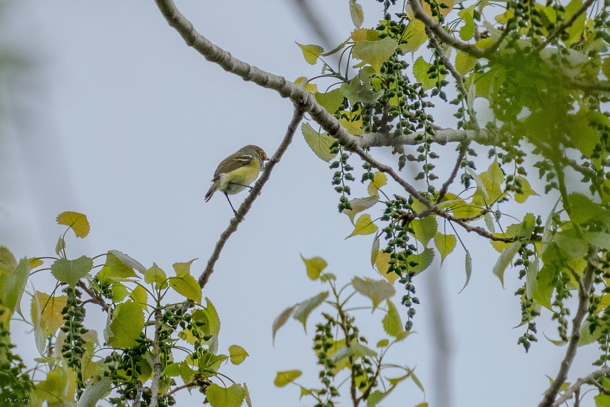Weißaugenvireo - ML634439387