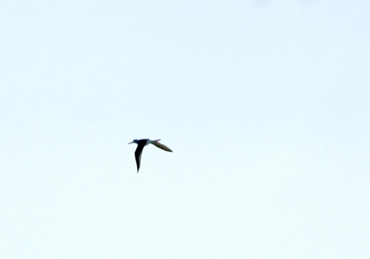 Greater Yellowlegs - ML634439508