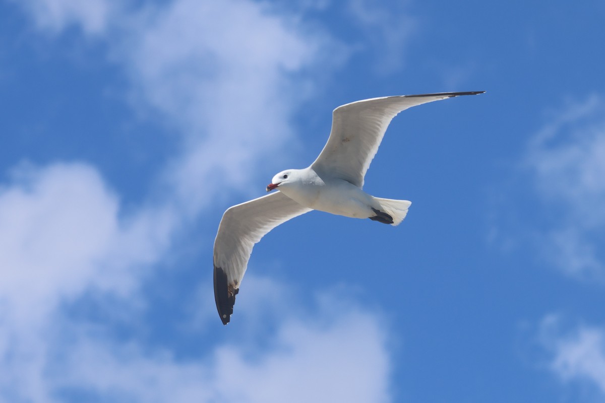 Audouin's Gull - ML634439509