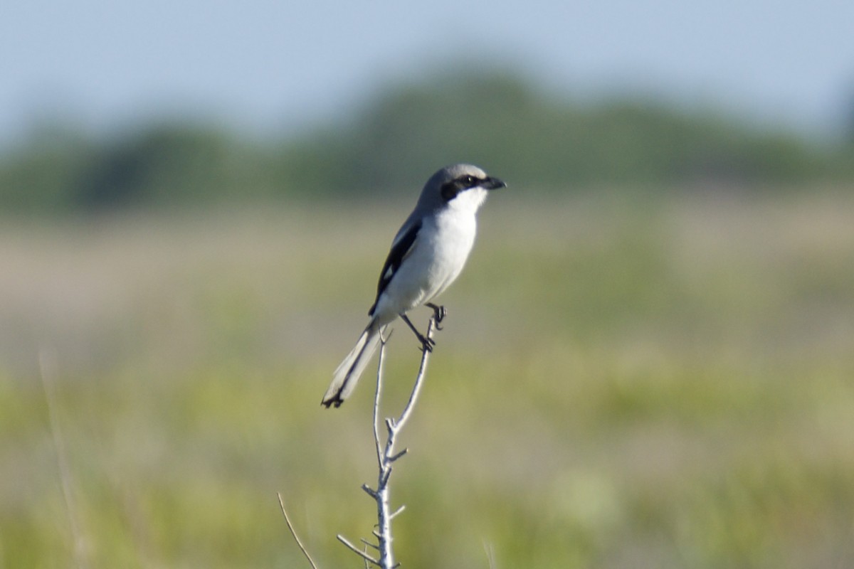 Loggerhead Shrike - ML634439517