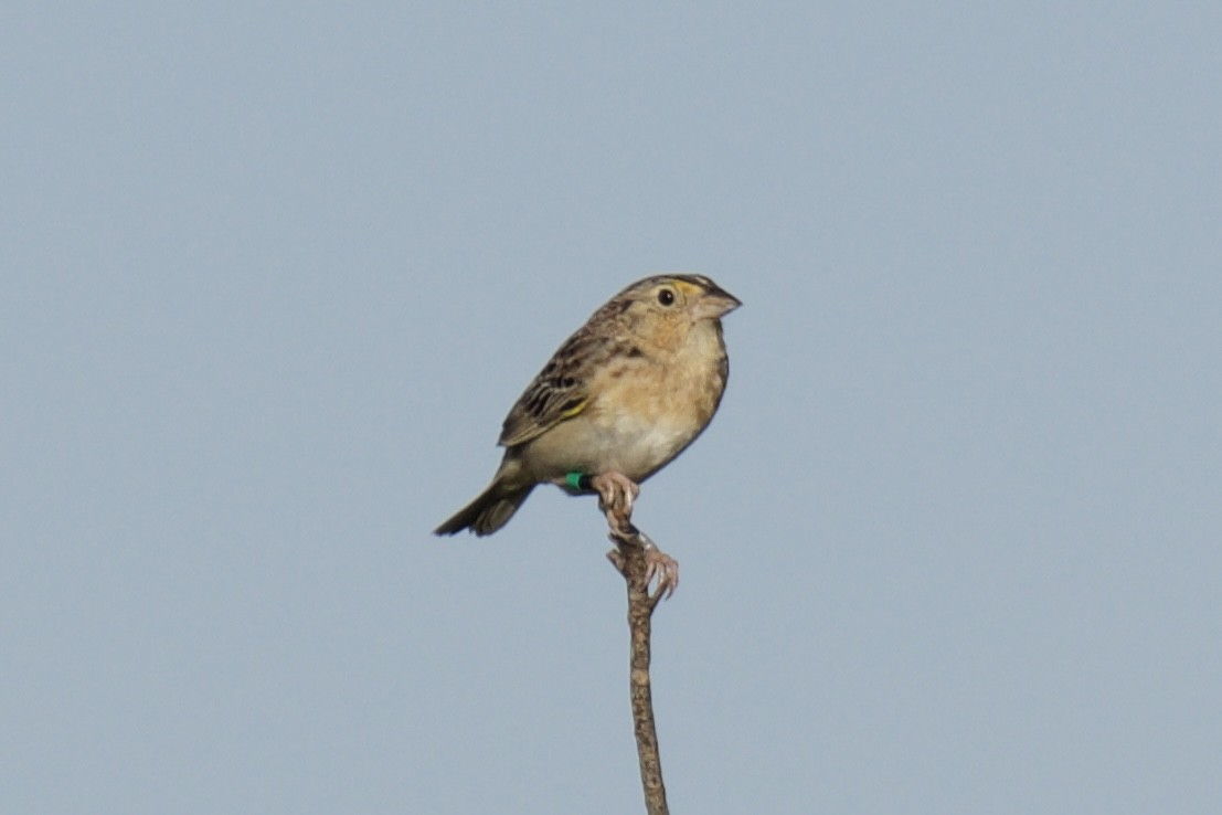 Grasshopper Sparrow - ML634439523