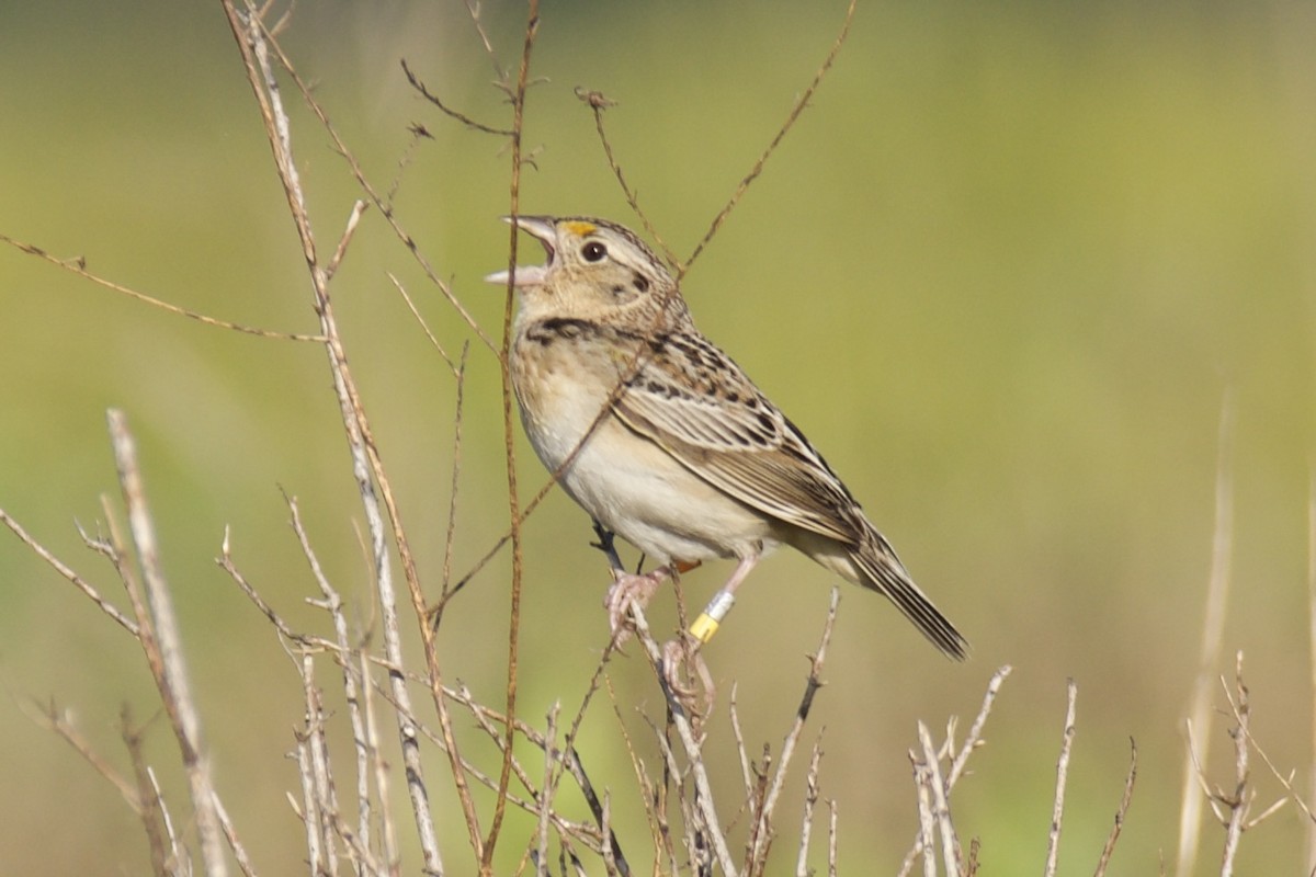 Grasshopper Sparrow - ML634439524