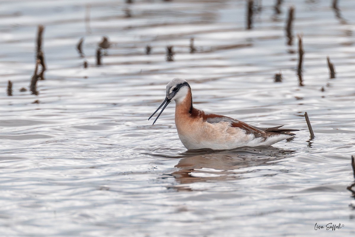 Wilson's Phalarope - ML634439527