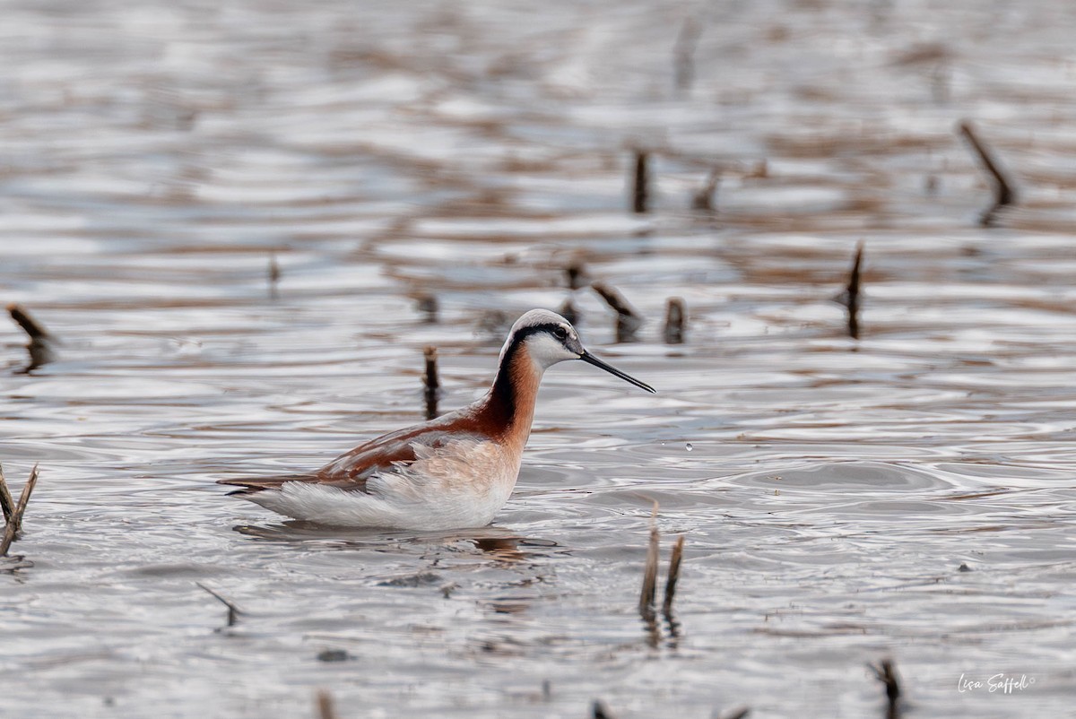 Wilson's Phalarope - ML634439528