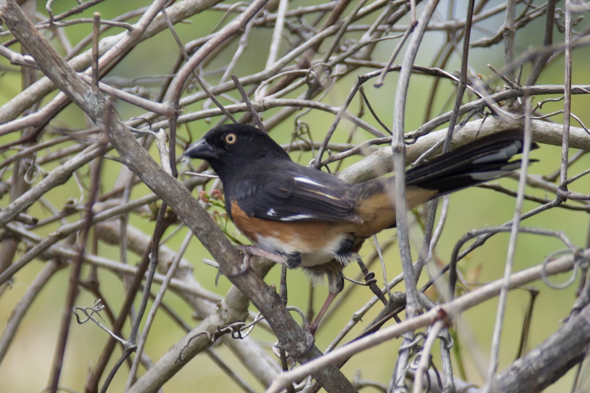 Eastern Towhee - ML634439531