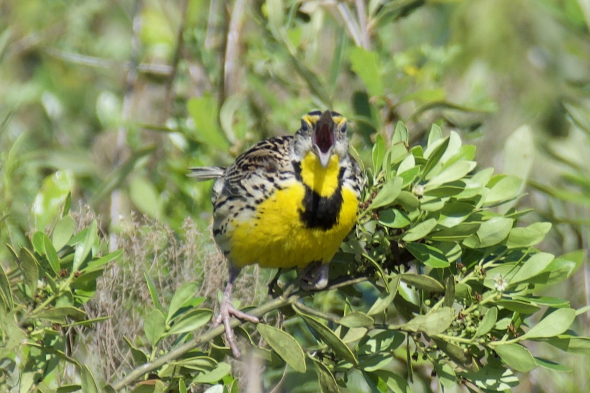 Eastern Meadowlark - ML634439543
