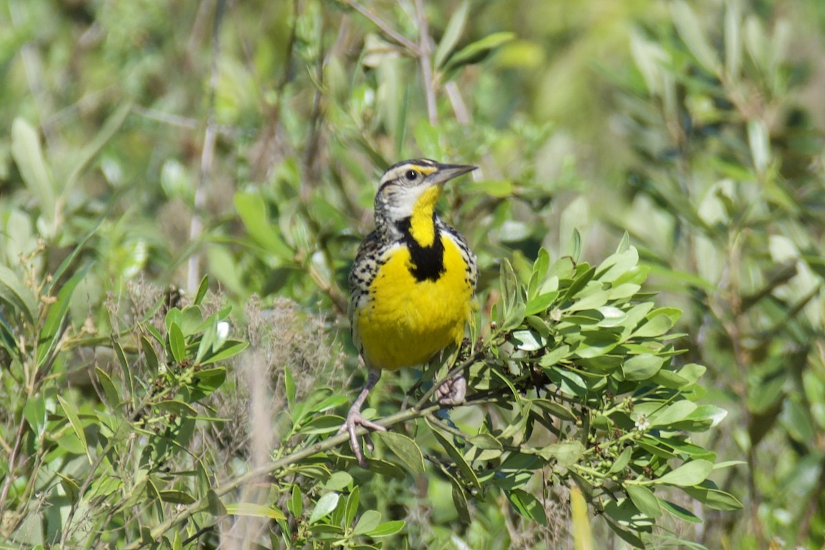 Eastern Meadowlark - ML634439544