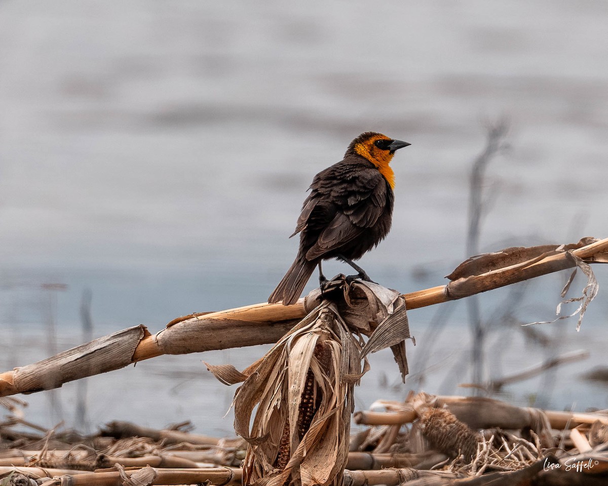 Yellow-headed Blackbird - ML634439547