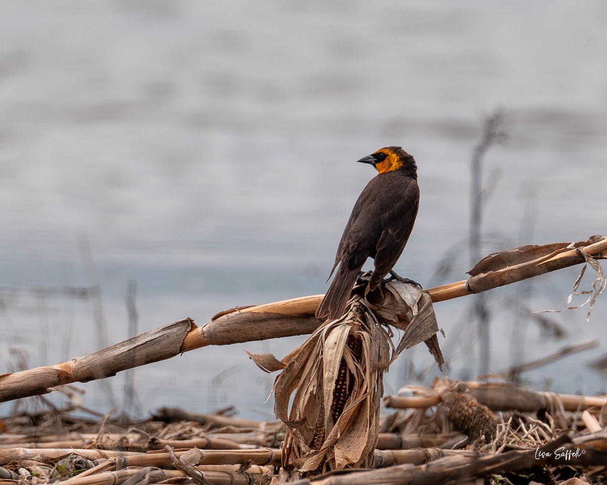 Yellow-headed Blackbird - ML634439548
