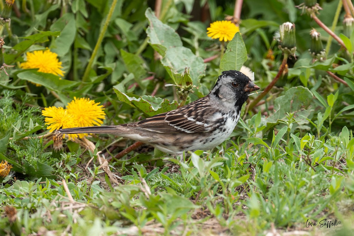 Harris's Sparrow - ML634439564