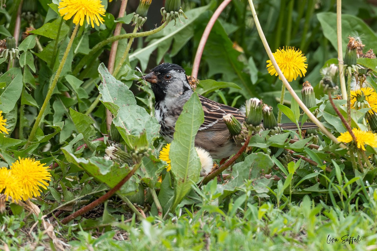 Harris's Sparrow - ML634439565