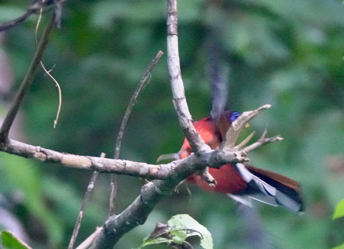 Philippine Trogon - ML634439579