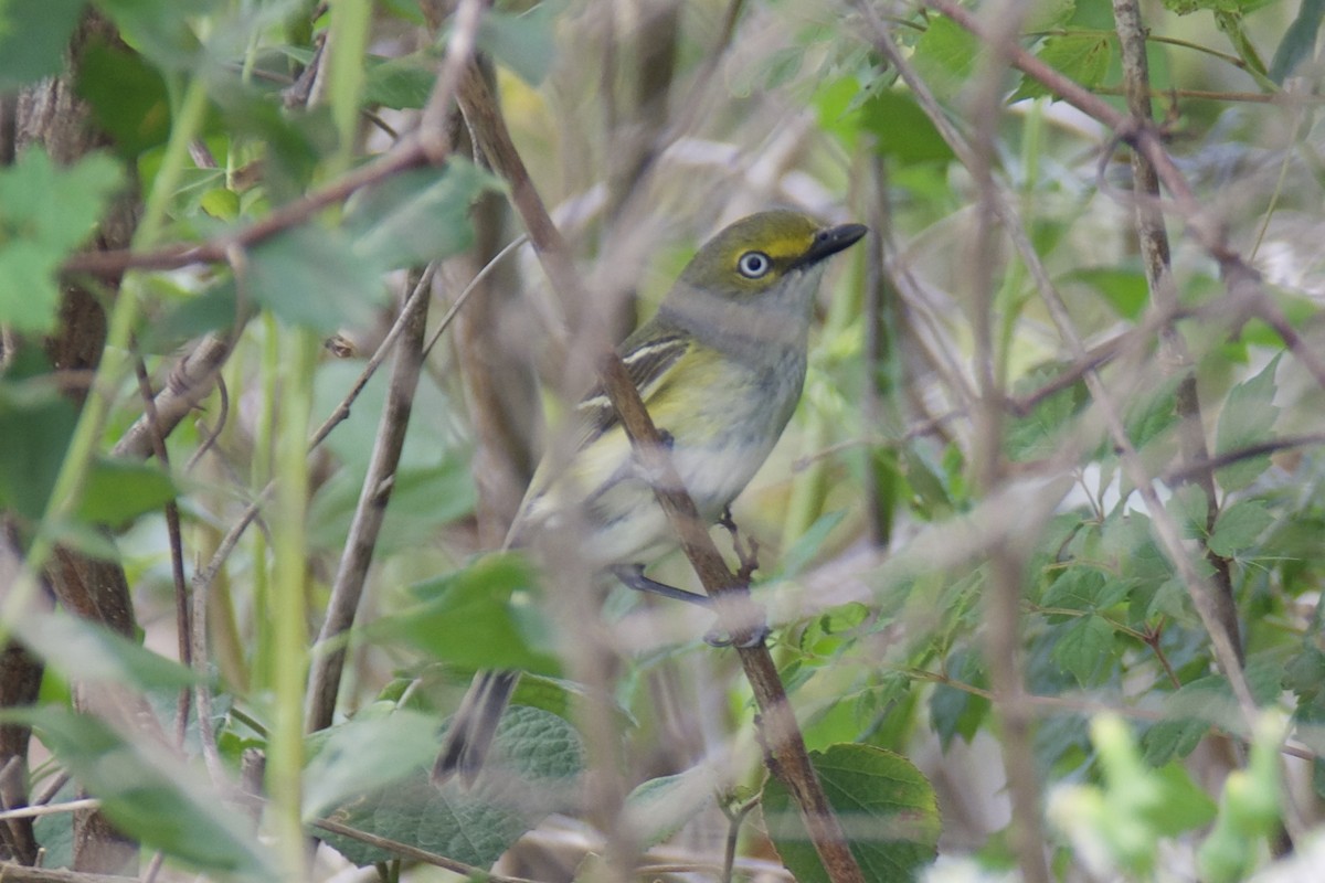 White-eyed Vireo - ML634439692