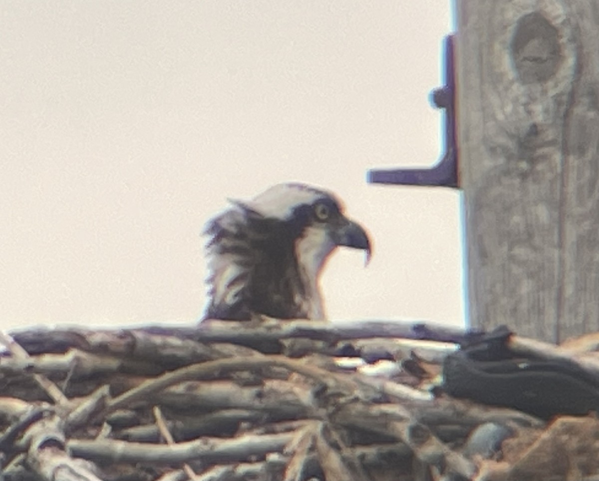 Osprey - ML634439733