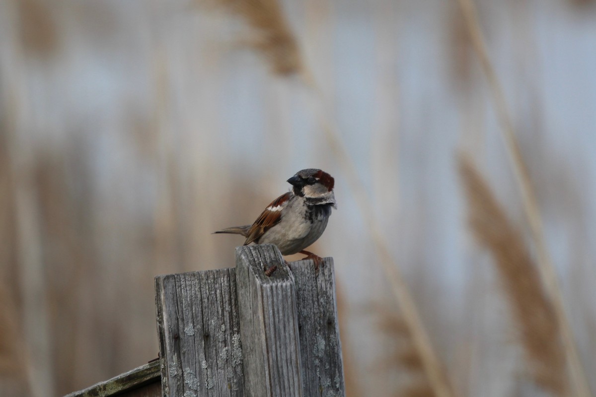 Оронгийн бор шувуу - ML634439763