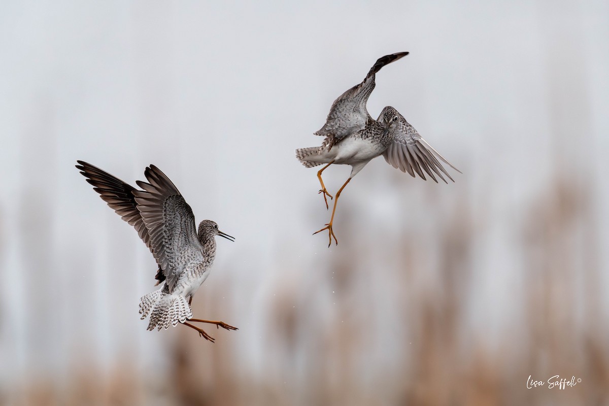Lesser Yellowlegs - ML634439765