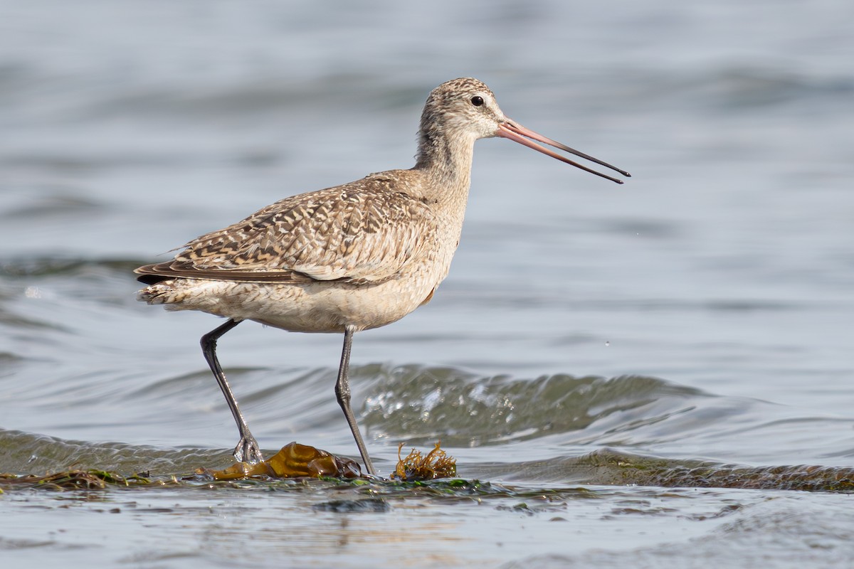 Marbled Godwit - ML634439790